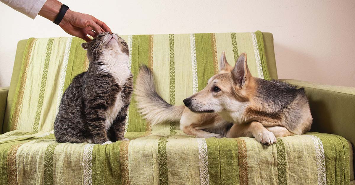 Peculiar Pet Facts: Pets Can Be Jealous
